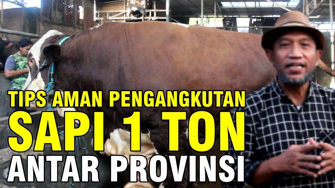Proses Pengangkutan Sapi Jumbo 1 Ton Antar Provinsi Yang Aman.jpg